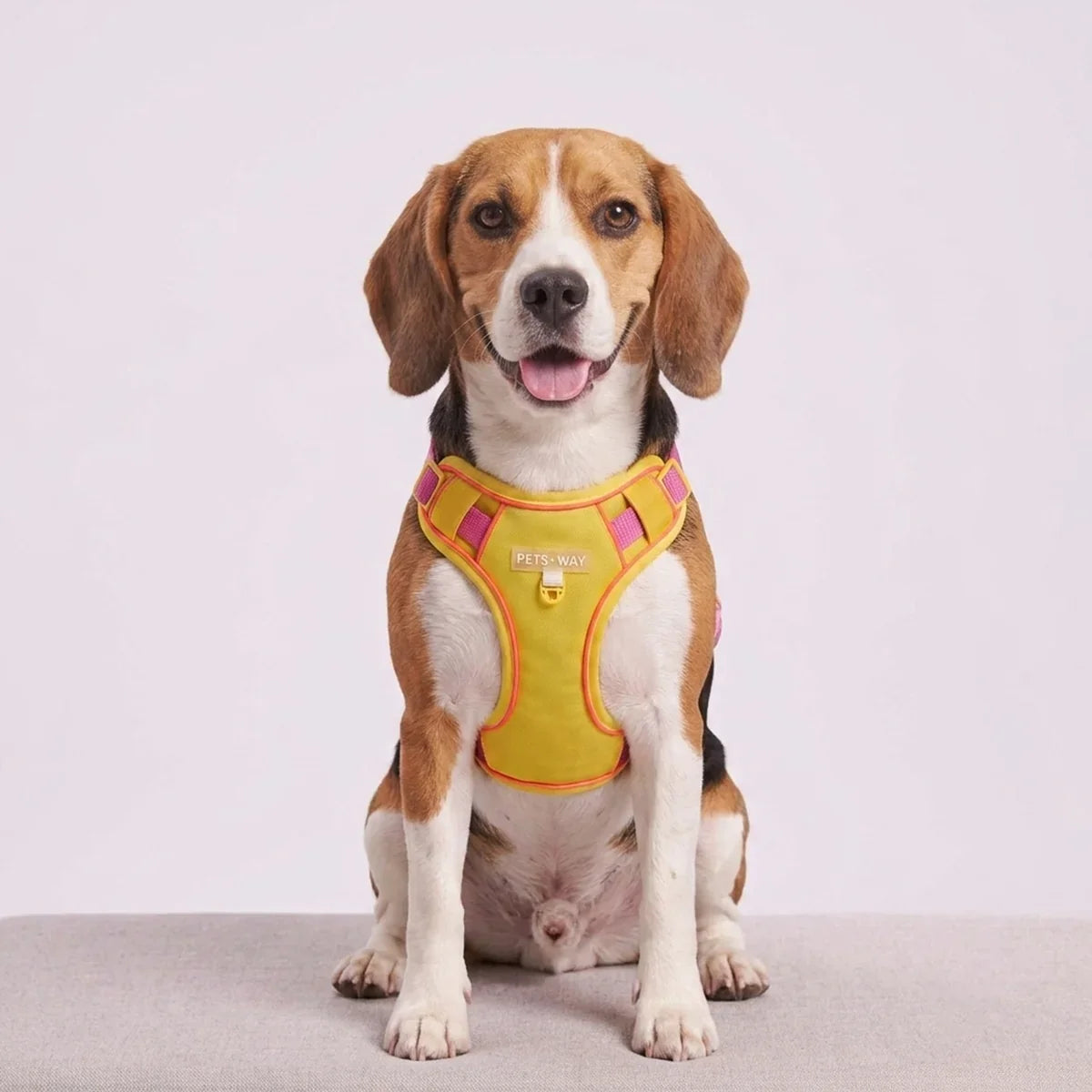 The Perfect Walk Starts with the Right Harness