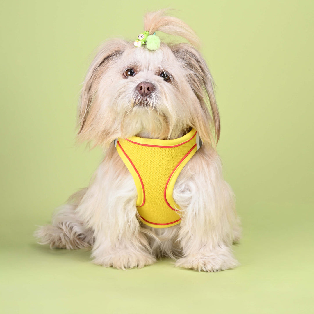 Dog Harness