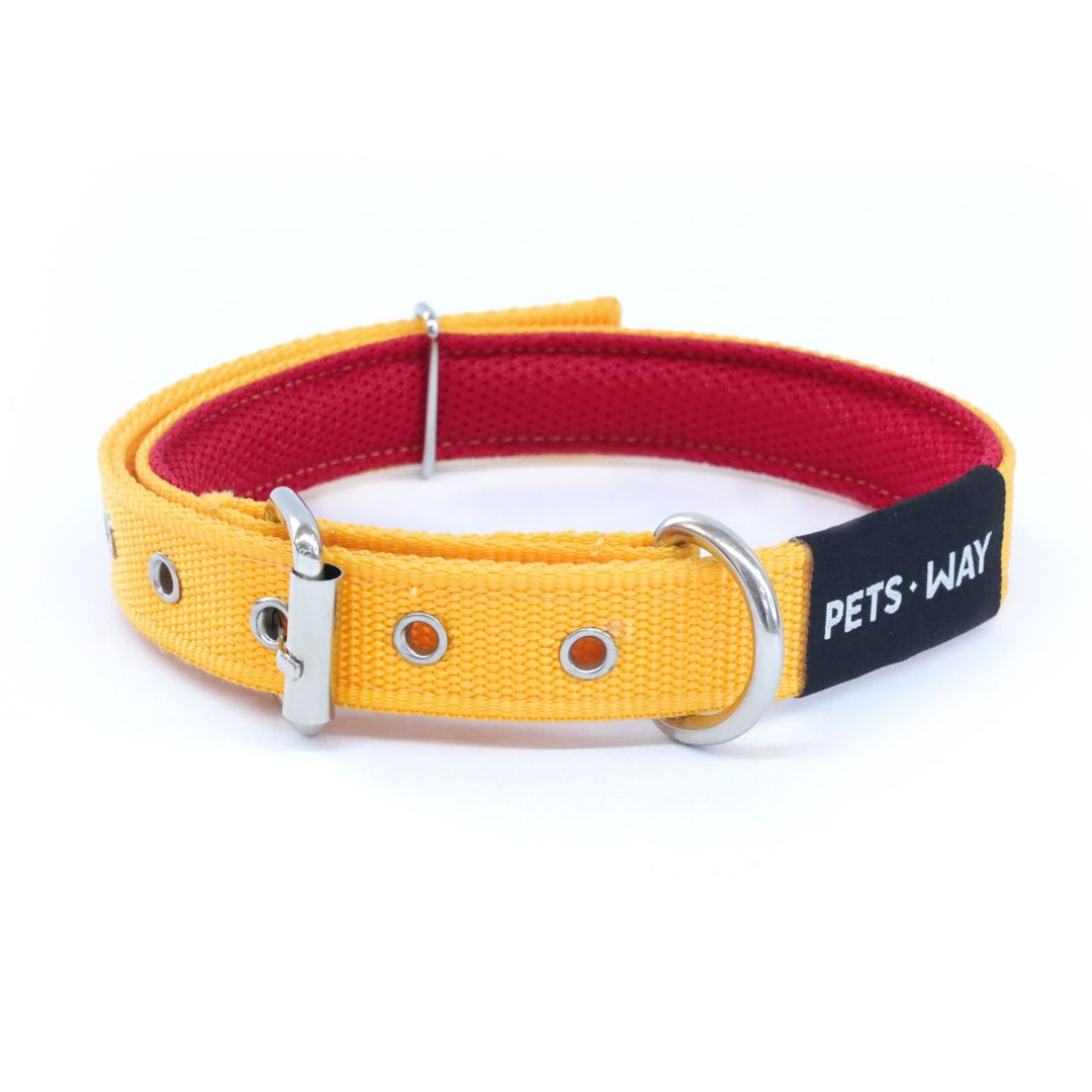 Butterscotch Every Day Dog Collar & Leash Set