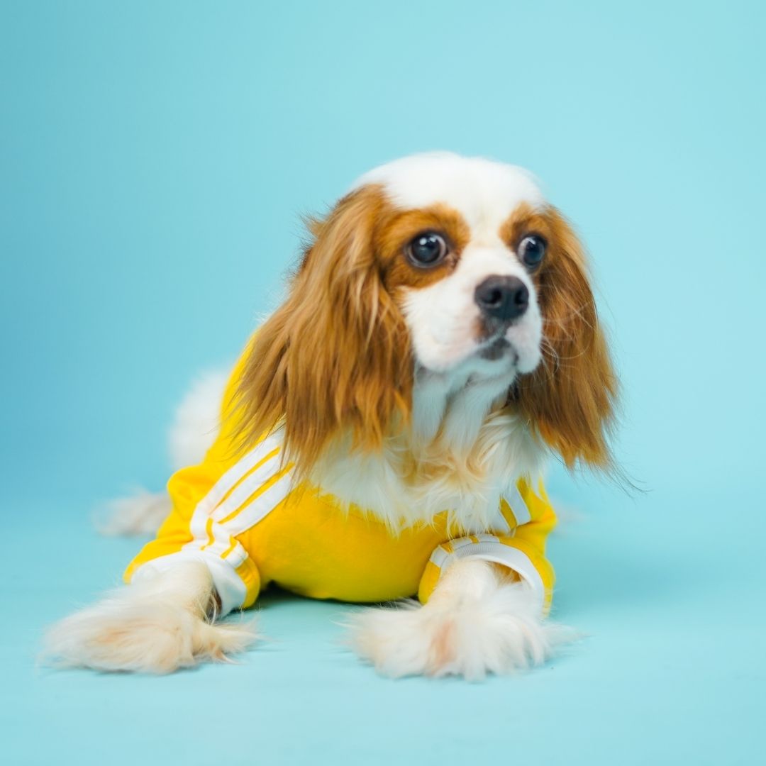 Dive In Stripes - Yellow Dog TShirt