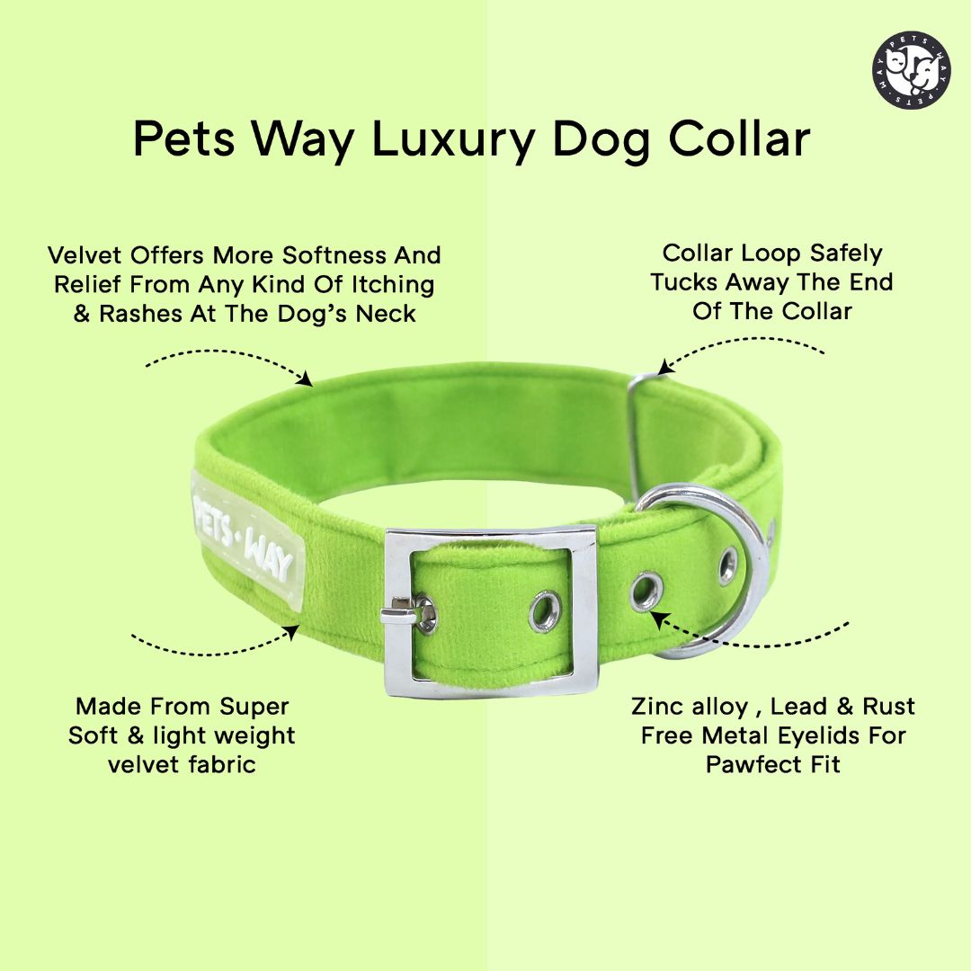 Amber Luxury Velvet Collar & Leash with Bow Tie