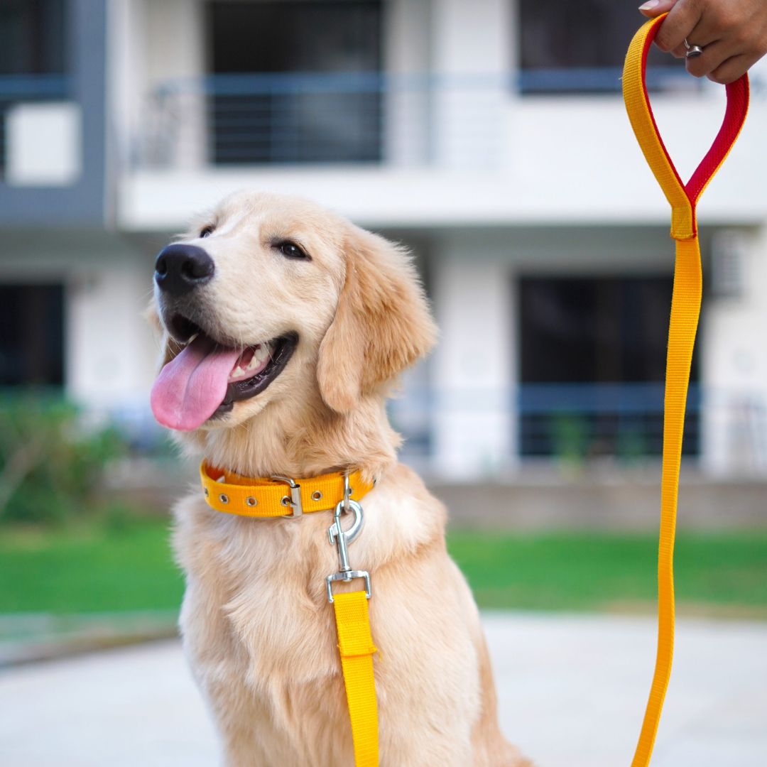 Butterscotch Every Day Dog Collar & Leash Set