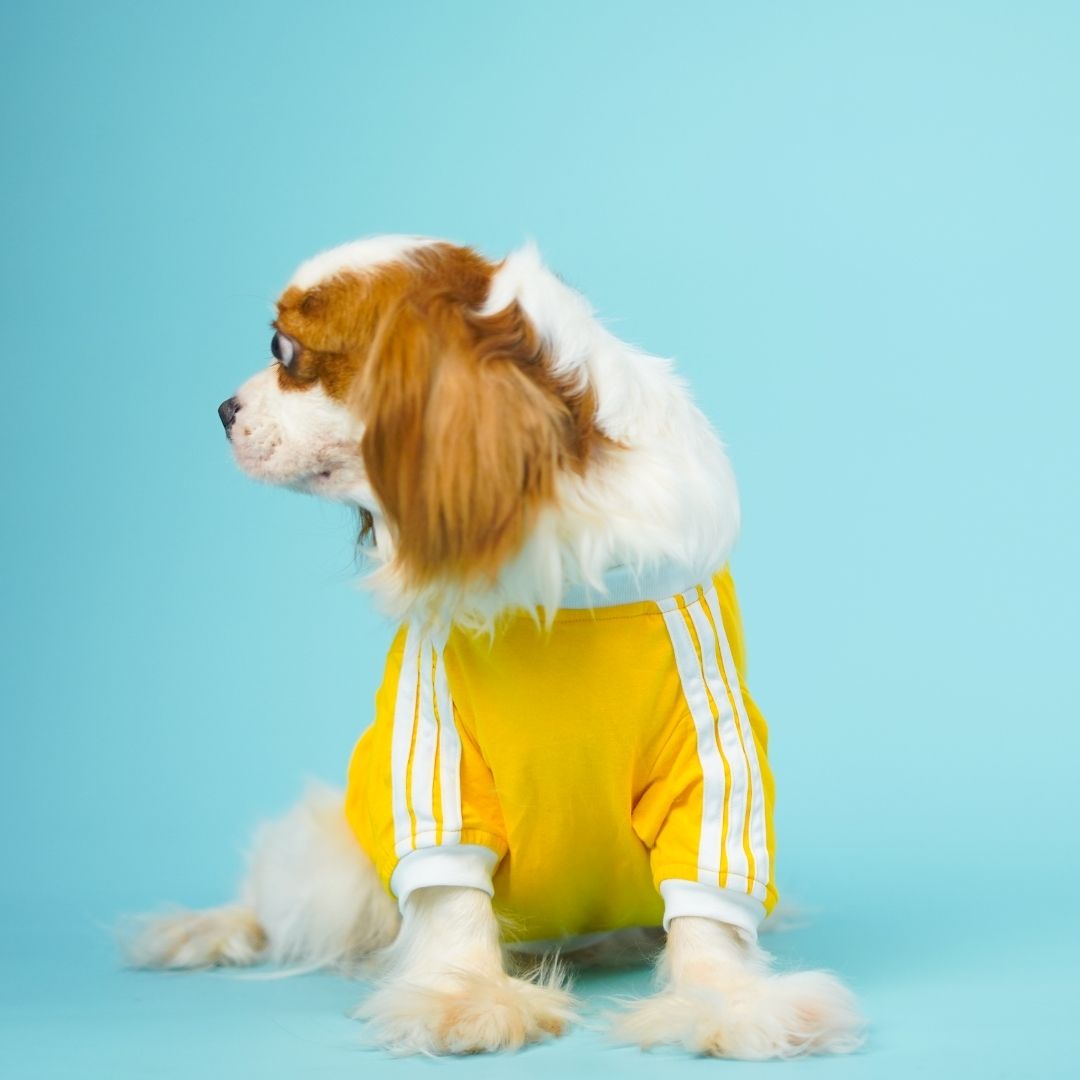Dive In Stripes - Yellow Dog TShirt