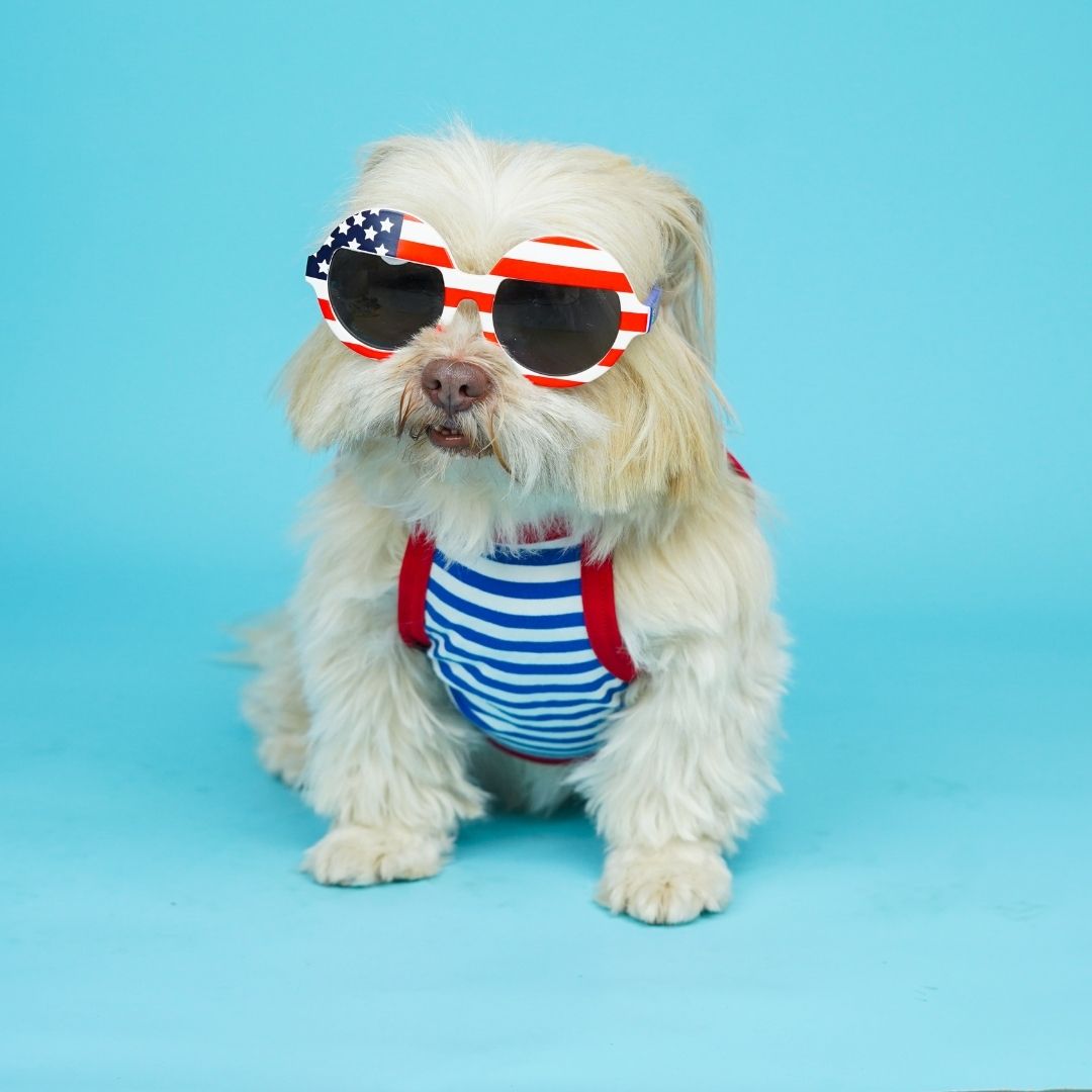 Anchor Dog Vest