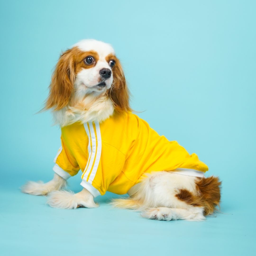 Dive In Stripes - Yellow Dog TShirt
