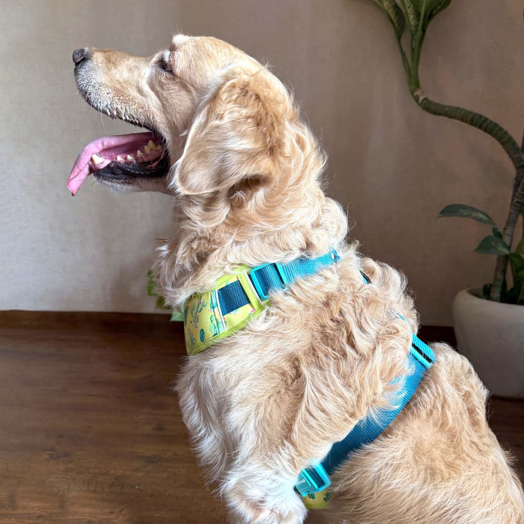 Desert Vest Harness