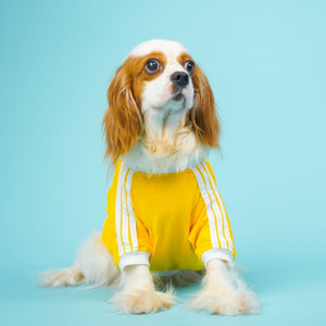 Dive In Stripes - Yellow Dog TShirt