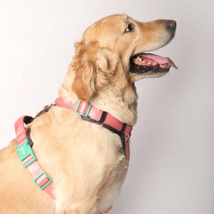 PEACH ALPHA HARNESS