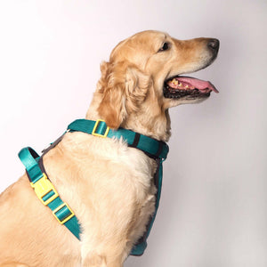 EMERALD ALPHA HARNESS