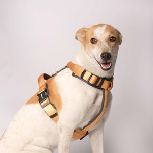 HONEY ALPHA HARNESS