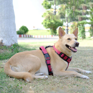 WINE ALPHA HARNESS