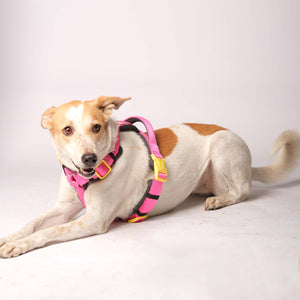 FUSCHIA ALPHA HARNESS