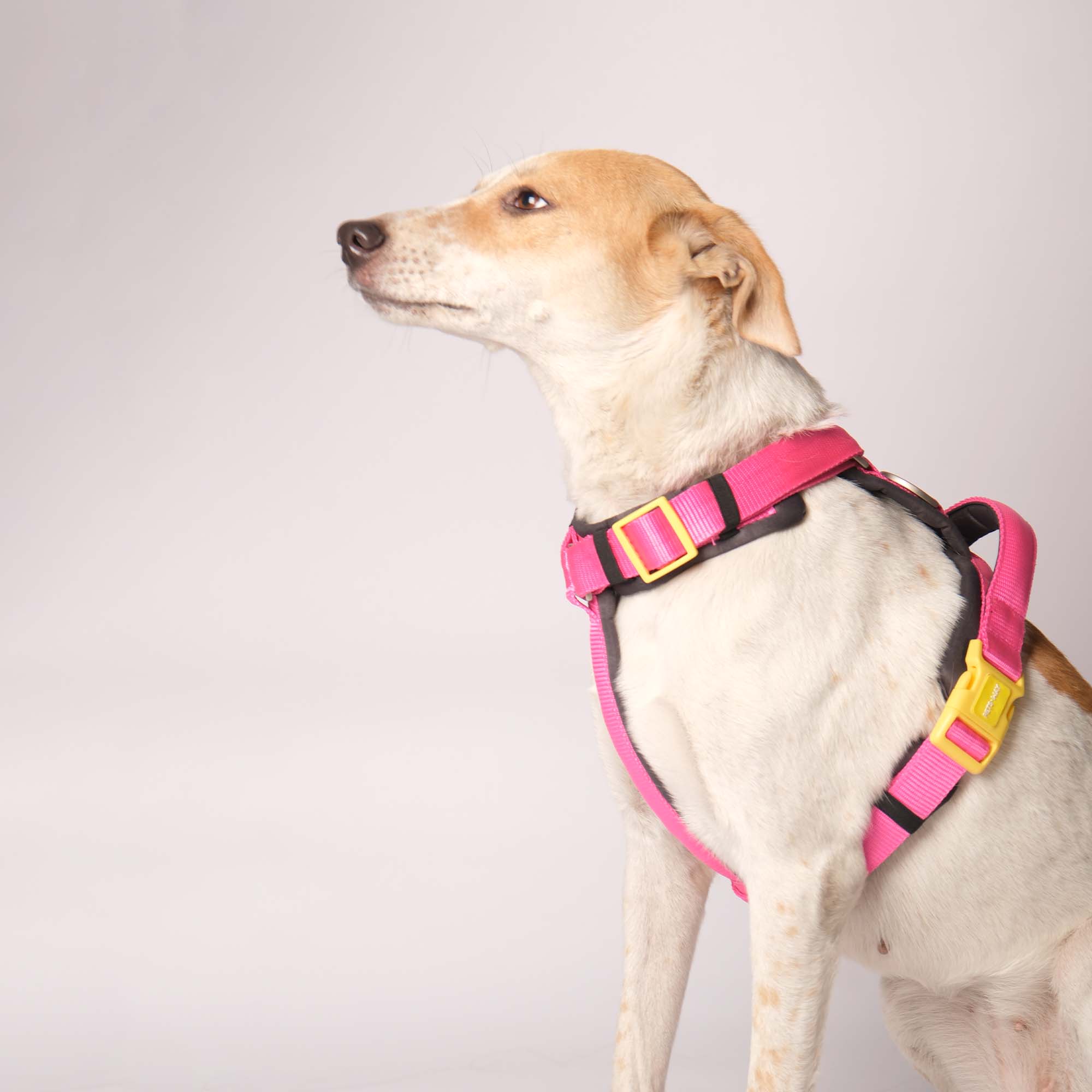 FUCHSIA ALPHA HARNESS