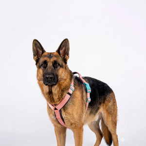 PEACH ALPHA HARNESS