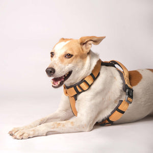 HONEY ALPHA HARNESS