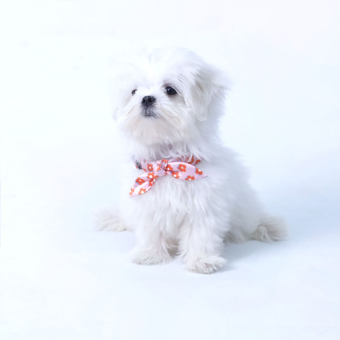 Pawfect Flower Puppy Dog Collar