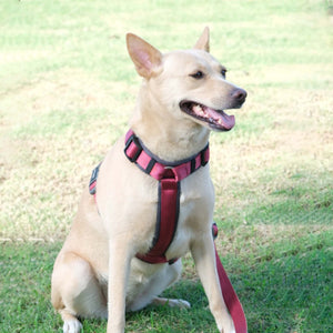 WINE ALPHA HARNESS