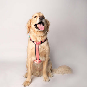 PEACH ALPHA HARNESS