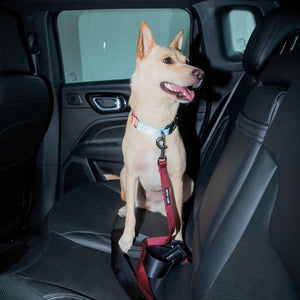 Wine Car Seat Belt