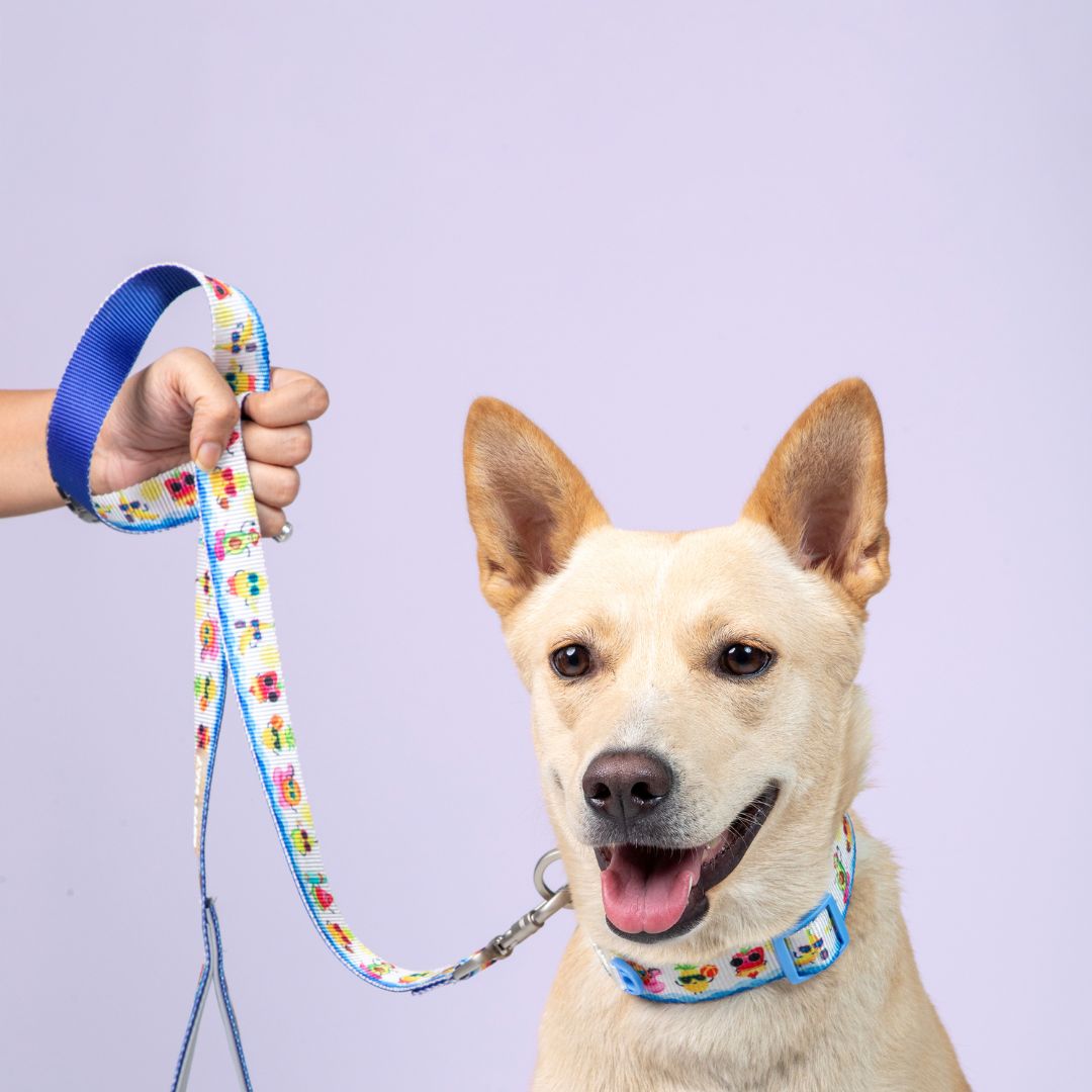 Summer Dog Collar Leash Set