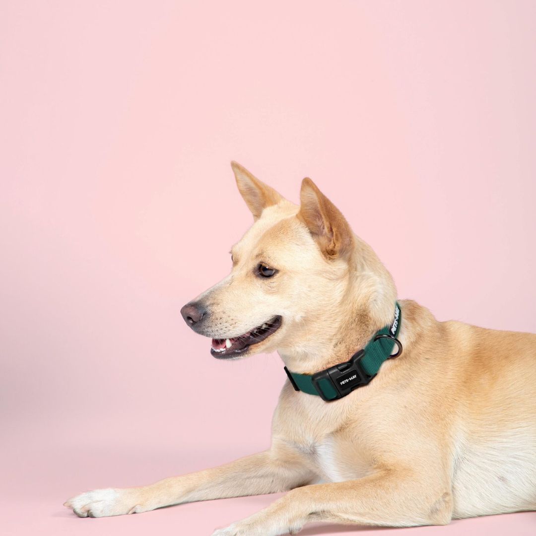 Emerald Dog Collar