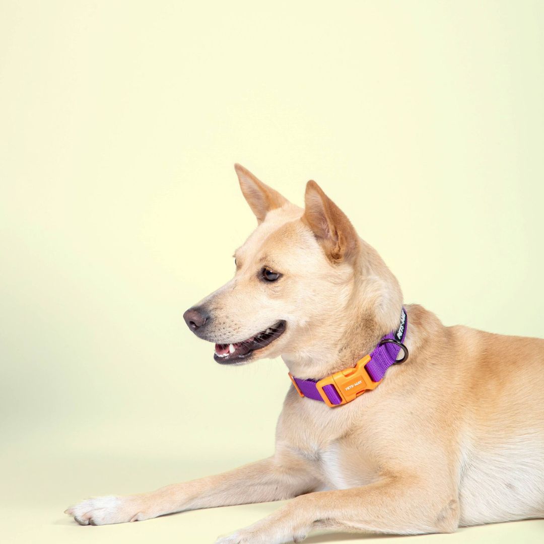 Amethyst Dog Collar