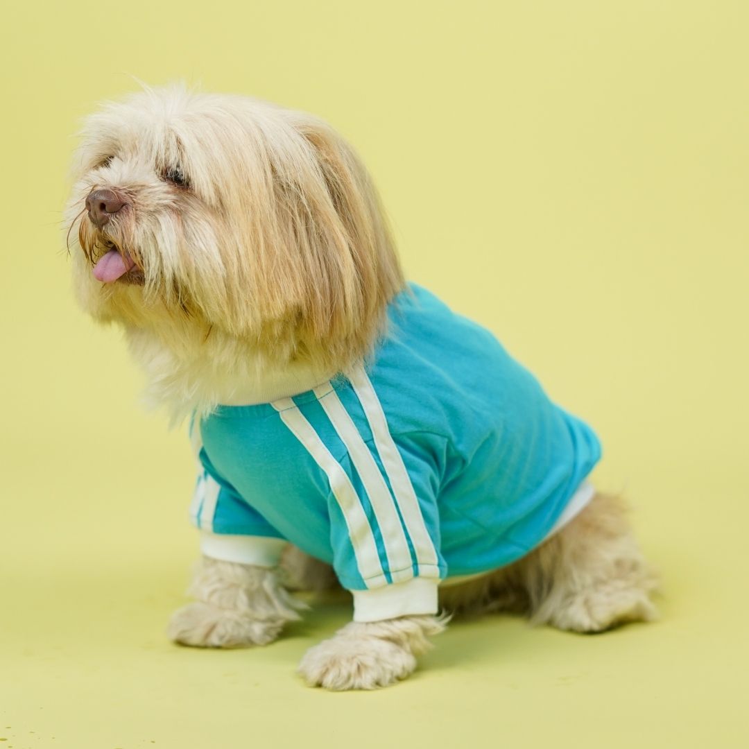 Dive In Stripes - Ocean Dog TShirt