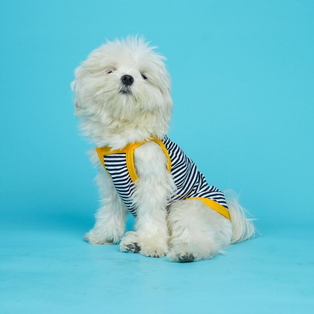 Zebra Dog Vest
