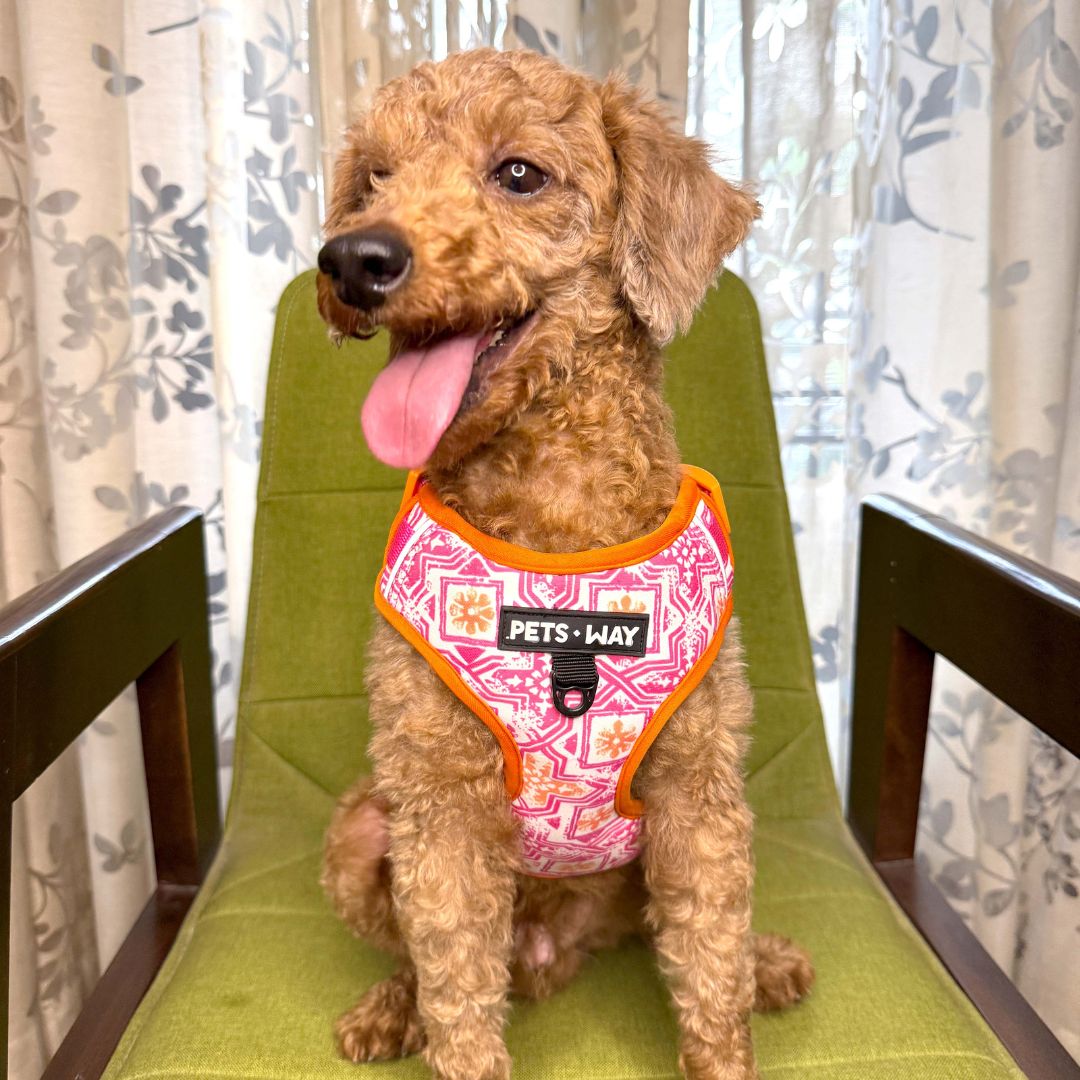 Jaipur Vest Harness