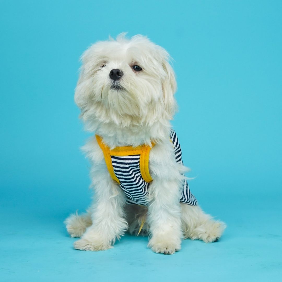 Zebra Dog Vest