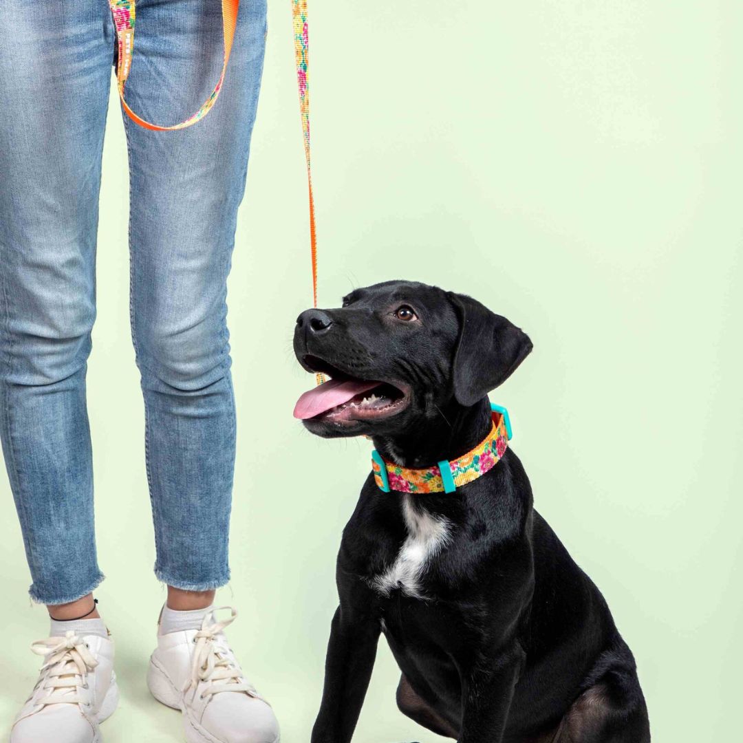 Spring Dog Collar Leash Set