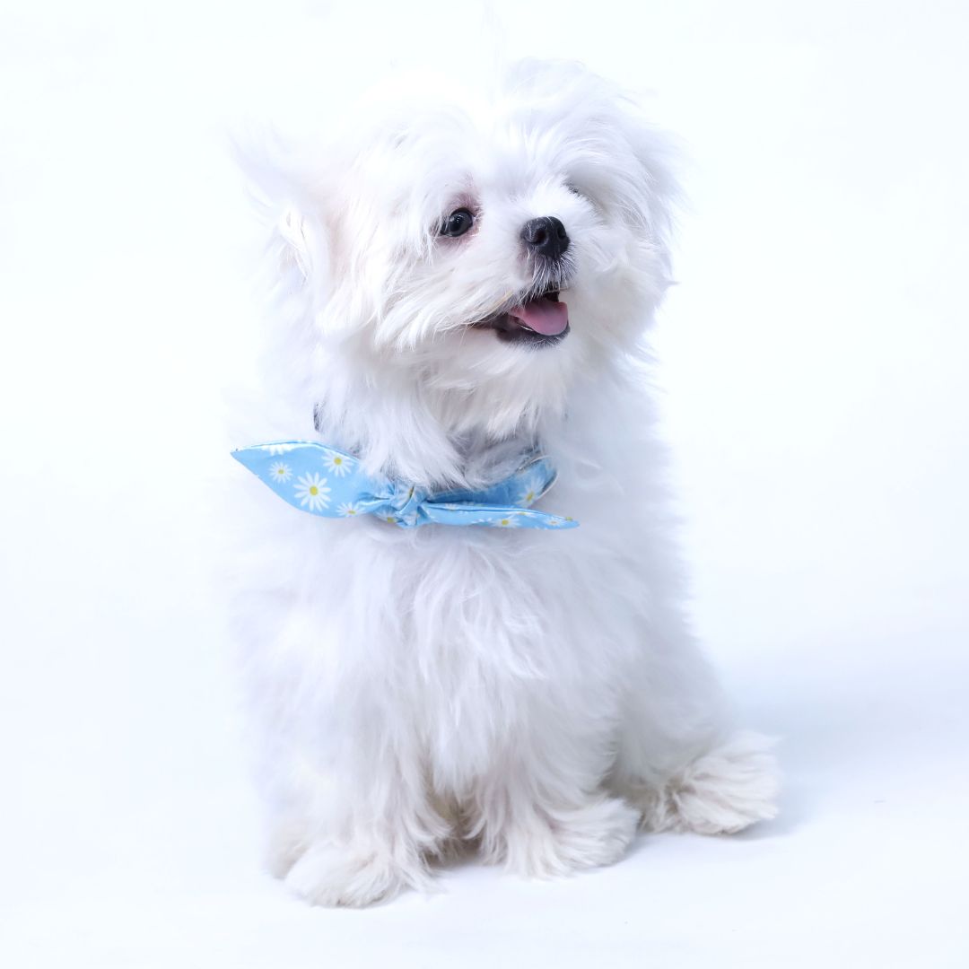 Petal Puppy & Cat Collar & Leash Set