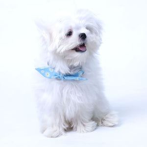 Petal Puppy & Cat Collar & Leash Set