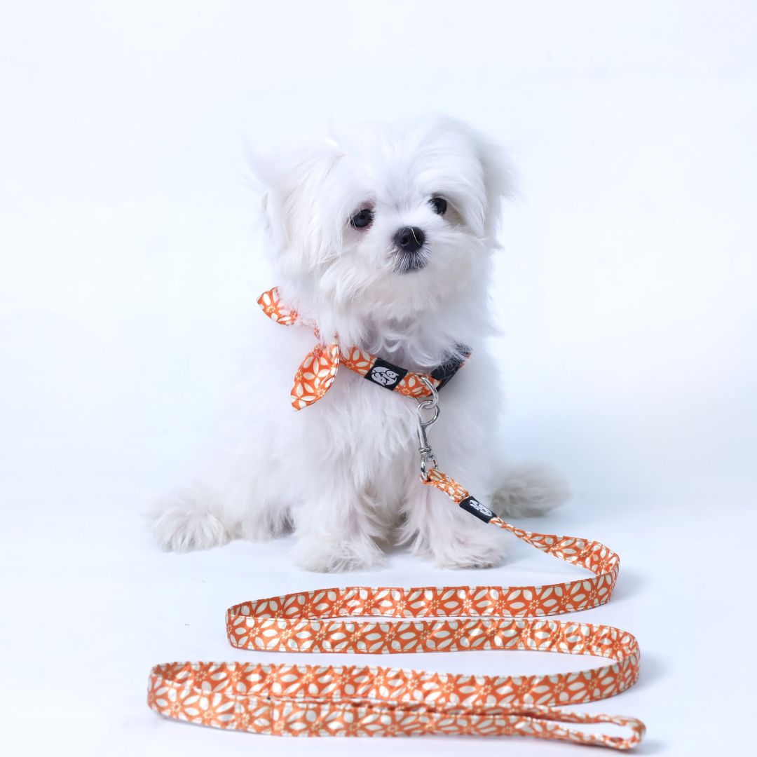 Rangoli Puppy & Cat Collar Leash Set