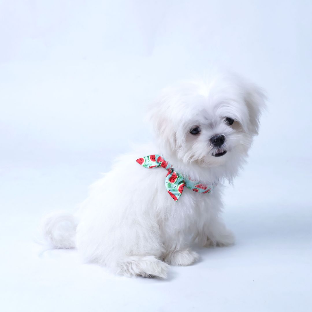 Watermelon Puppy & Cat Collar Leash Set