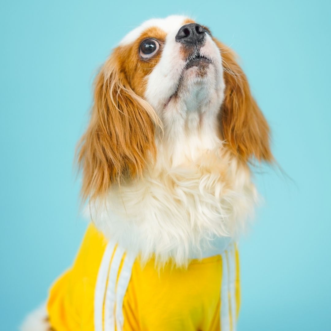 Dive In Stripes - Yellow Dog TShirt