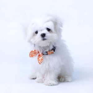 Rangoli Puppy & Cat Collar Leash Set