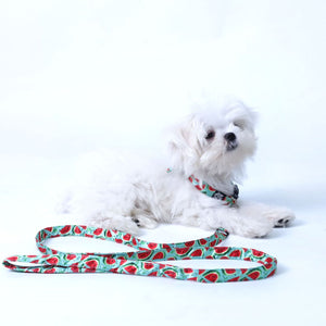 Watermelon Puppy & Cat Collar Leash Set