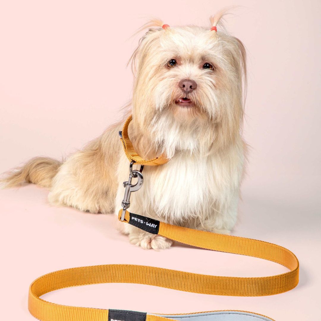 Honey Dog Leash