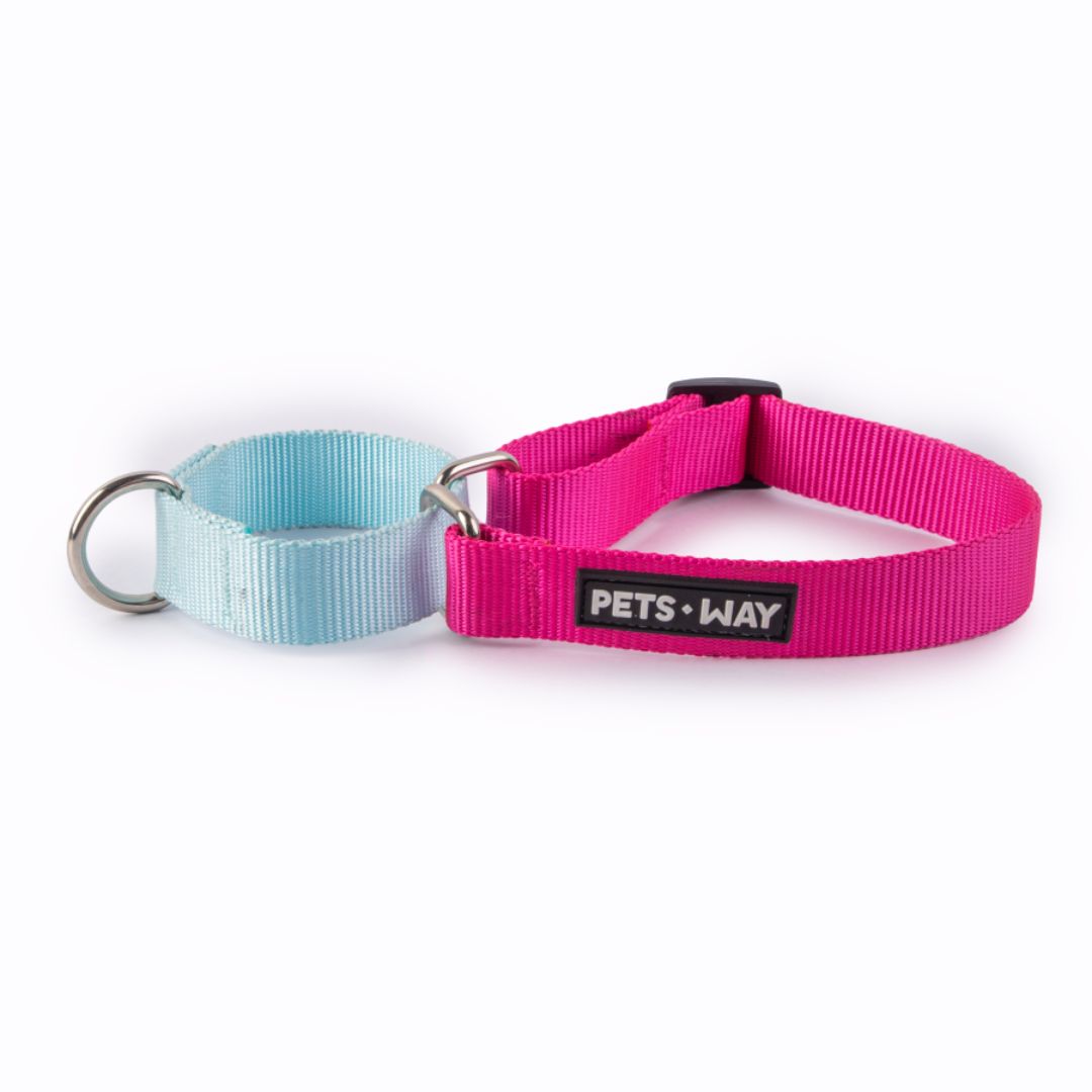 Fuschia & Sky - Martingale Dog Collar