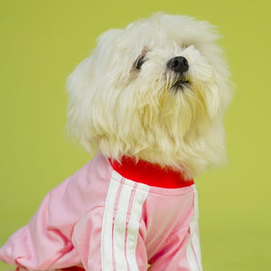 Dive In Stripes - Blush Dog TShirt