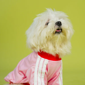 Dive In Stripes - Blush Dog TShirt