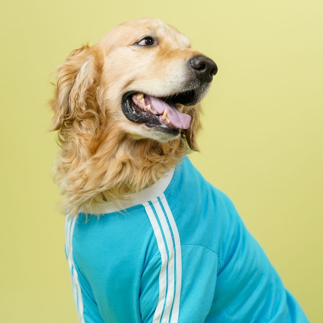 Dive In Stripes - Ocean Dog TShirt