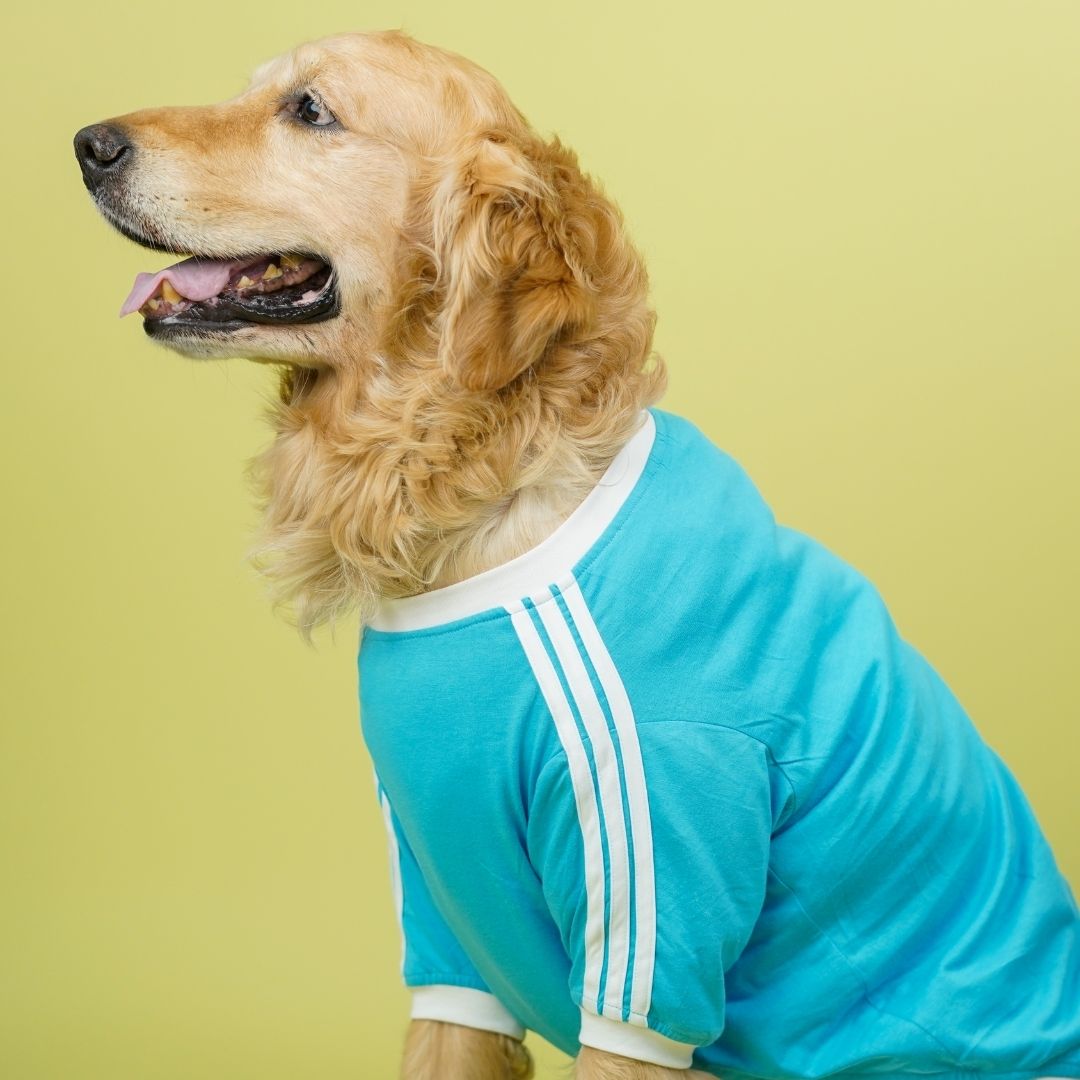 Dive In Stripes - Ocean Dog TShirt