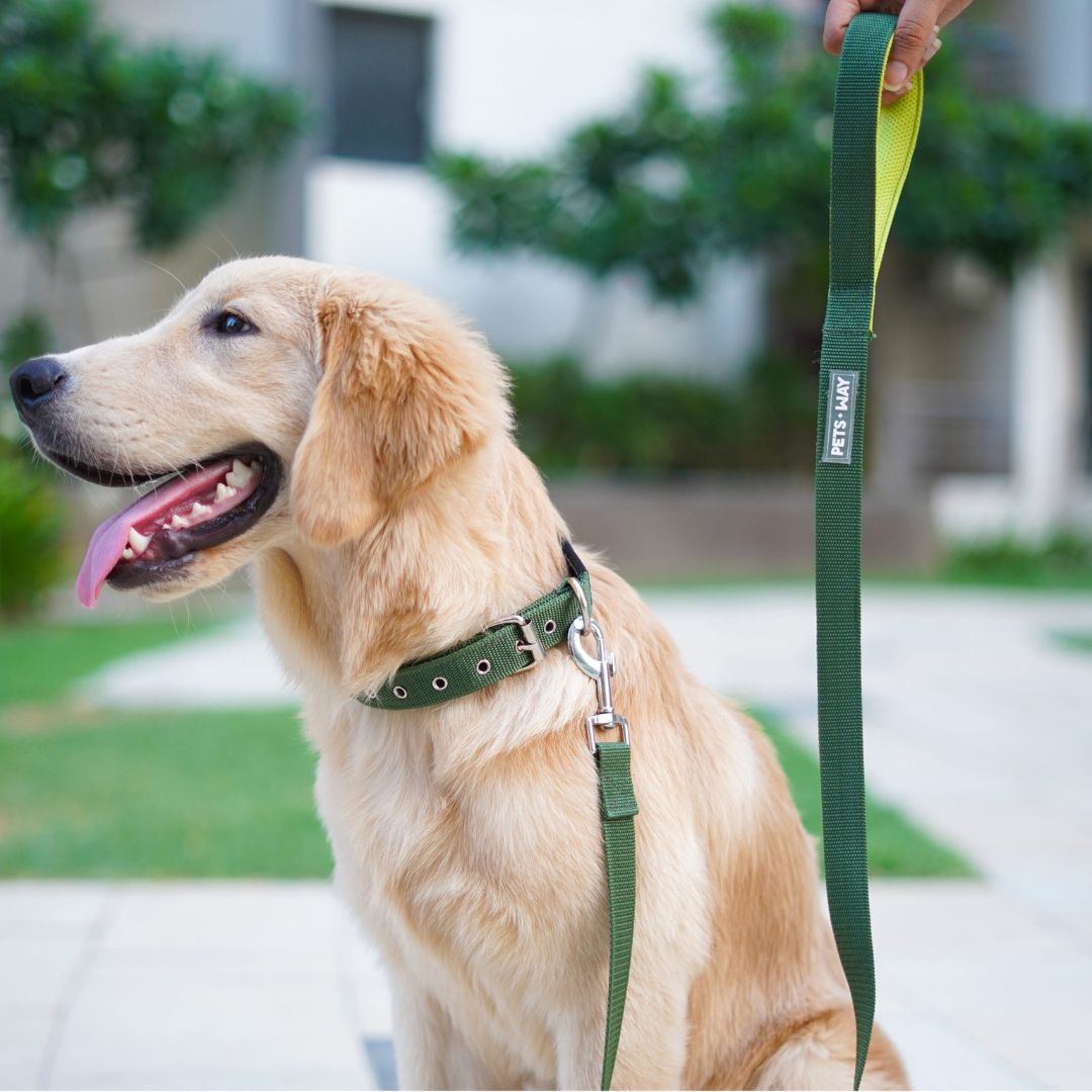 Olive Every Day Dog Collar Leash Set
