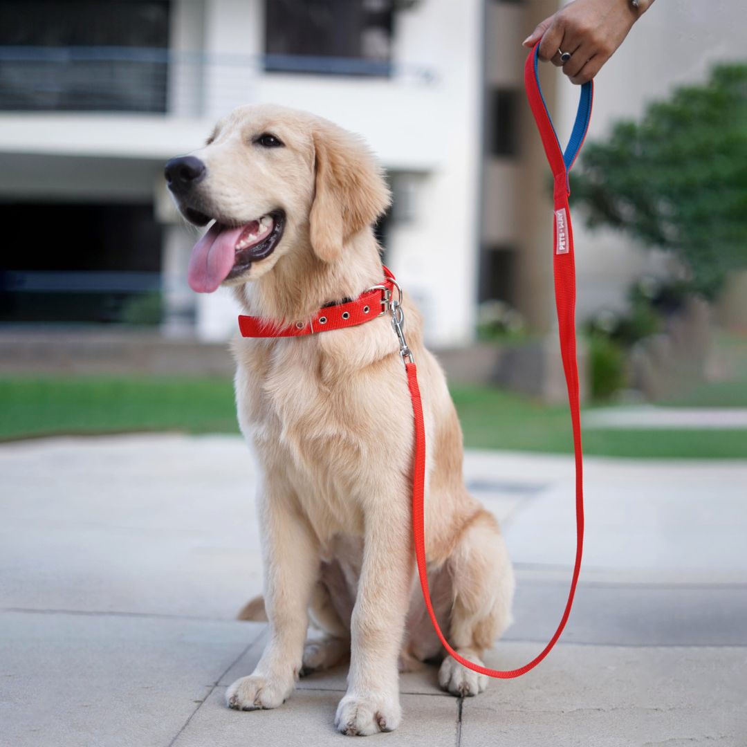 Jam Every Day Dog Collar Leash Set