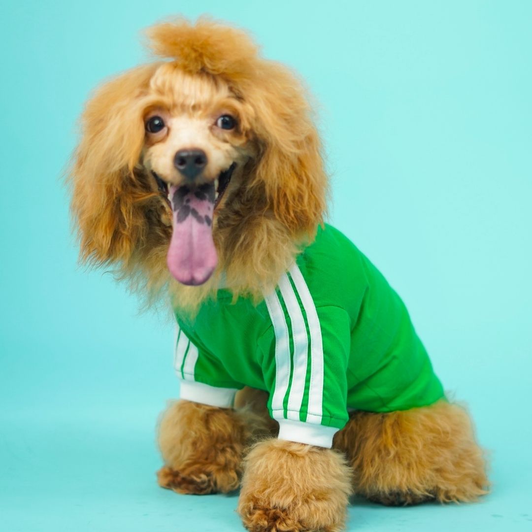 Dive In Stripes - Forest Dog TShirt