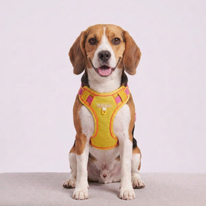 Urban Trail Harness Yellow