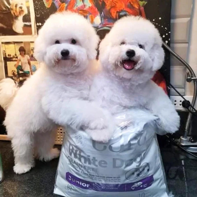 Nature's Protection Superior Care White Dogs Grain Free Salmon Starter All Breeds Dog Dry Food