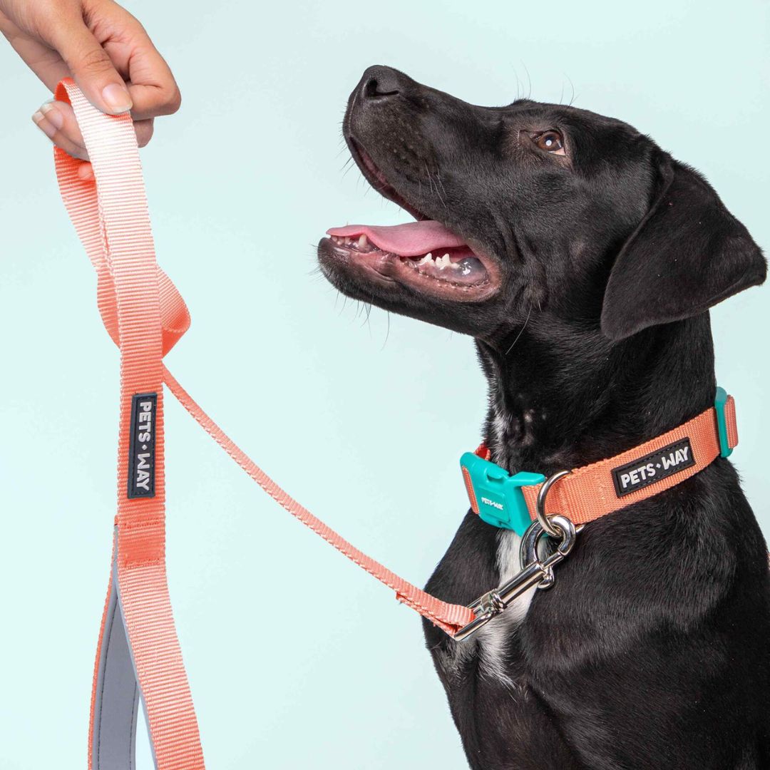 Peach Dog Leash